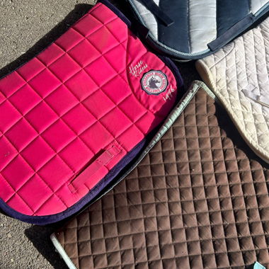 Equestrian gear (halter, saddle pad, boots)