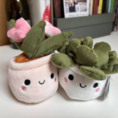 Carinissimo teddy succulente