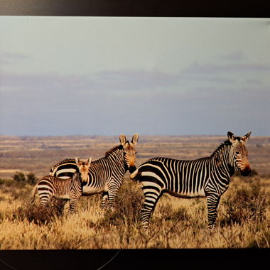 Stampa su Tela con Zebra 30x40cm