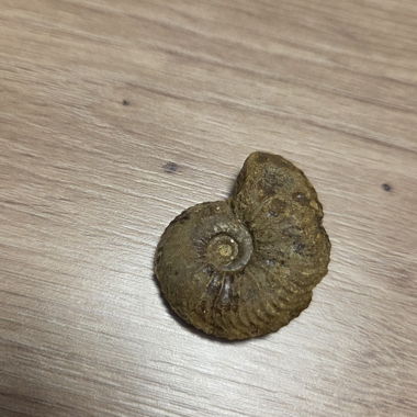 Fossil with Spiral Shape