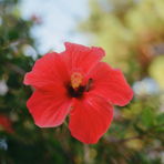 Puccini