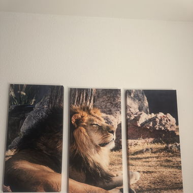 Löwen Bild