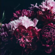 Velvetriver