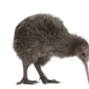 kiwis