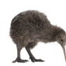 kiwis