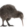 kiwis