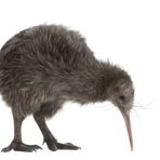 kiwis
