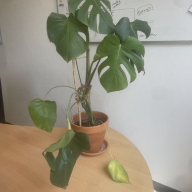 Monstera (70 cm)