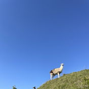 micheleseraina