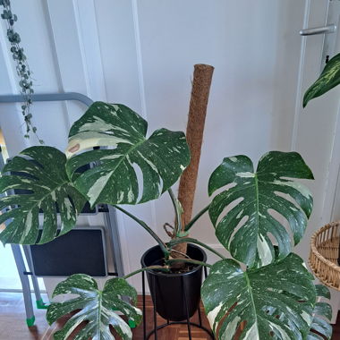 Monstera Thai Constellation, Zimmerpflanze