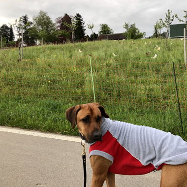 Hunde Pullover
