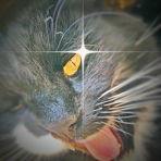 9lives_used_drygoods