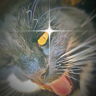 9lives_used_drygoods