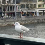 MausMaus