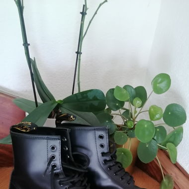 Dr Martens 1460 39