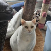 Whitekitty