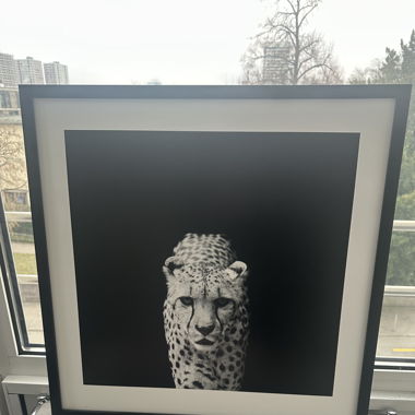 Bild Leopard schwarz weiss 