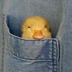duckfitdaily