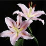 liliee