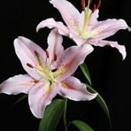 liliee