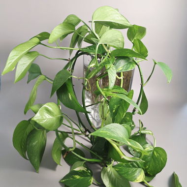 Epipremnum aureum / Efeutute cutting