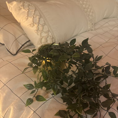 Fausse plante