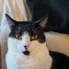 Gatogordo
