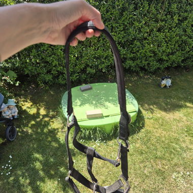 Black horse halter