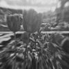 Tulip7