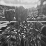Tulip7