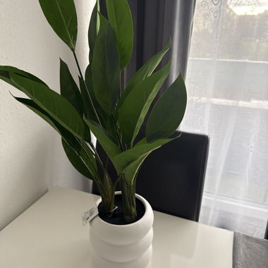 Pianta decorativa verde in vaso bianco