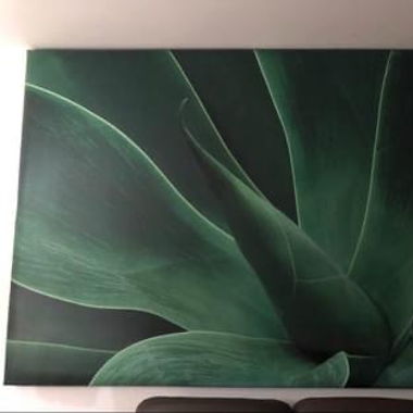 Bild Aloe Vera