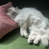 jernie