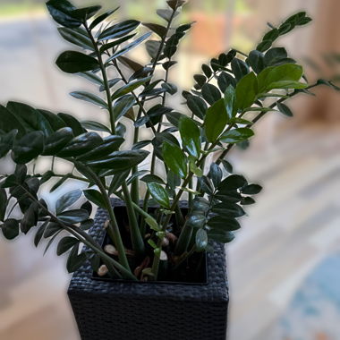Indoor Plant Collection