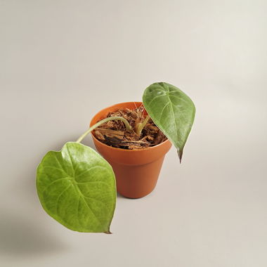 Alocasia Wentii Baby #1