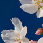 evainthehouse