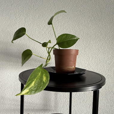 Plante: baby Epipremnum aureum / Pothos 