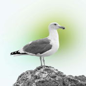 ineand