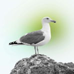 ineand