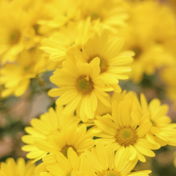yellowflowers