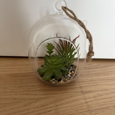 Glas-Terrarium mit Pflanzen