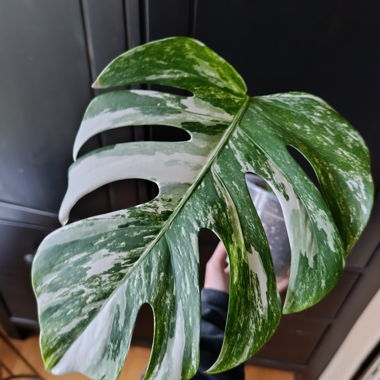 Monstera variegata