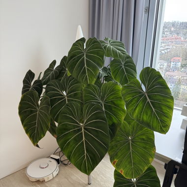 Huge Rare Philodendron Gloriosum