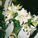sina-lea