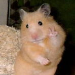 mirmir_