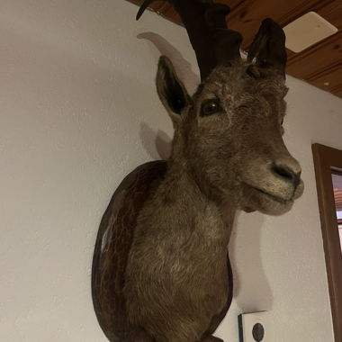 Prepared Ibex