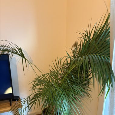 Plante
