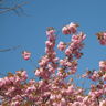 Paeonia