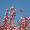 Paeonia