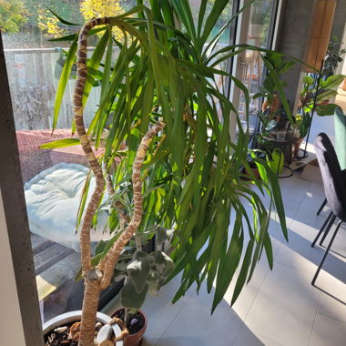 Plante yuka